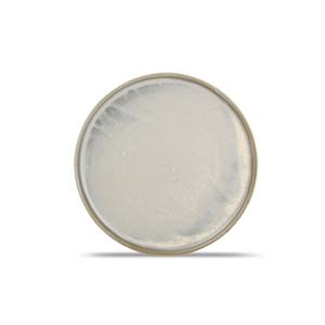 Mikasa Hospitality 5315269 F2D Olive Porcelain 11.4in Dia. Coupe Plate - 8 Each 